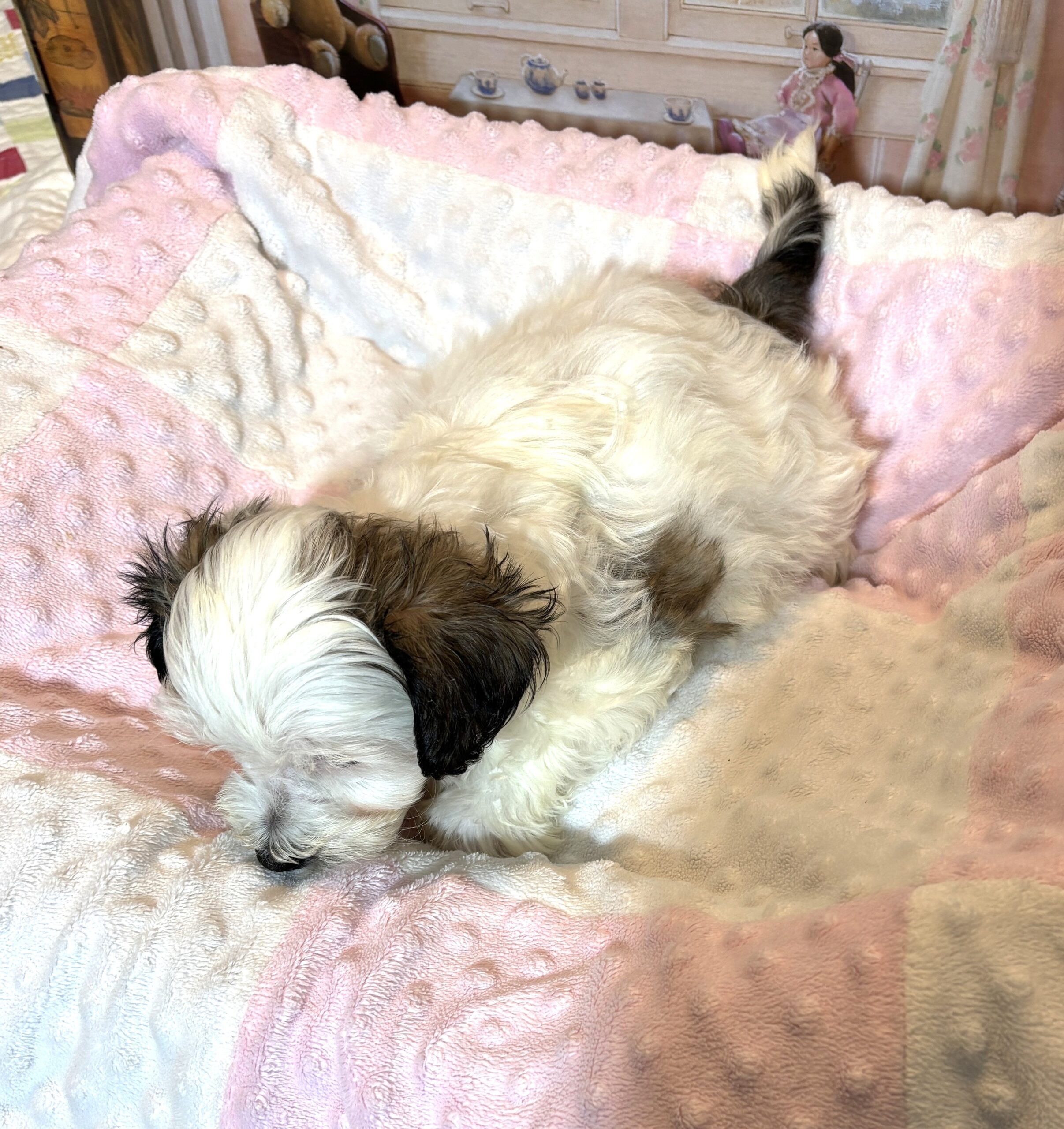 SANDY – Chonzer (Bichon / Schnauzer mix)