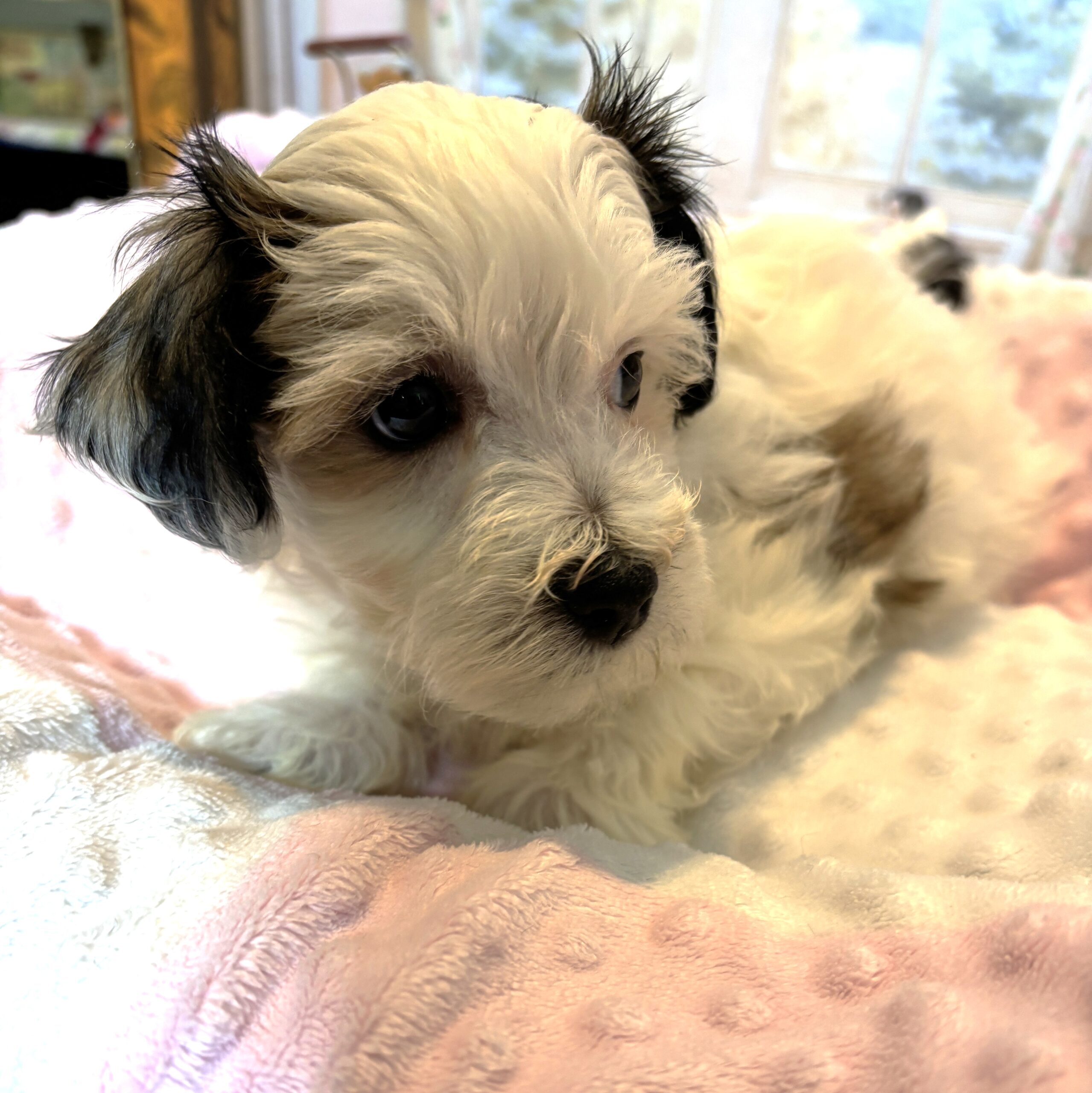 SANDY – Chonzer (Bichon / Schnauzer mix)