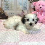 SANDY – Chonzer (Bichon / Schnauzer mix)