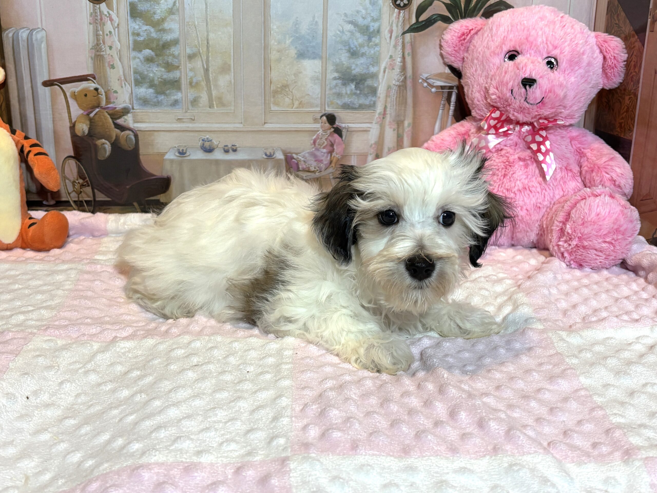 SANDY – Chonzer (Bichon / Schnauzer mix)