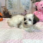 SANDY – Chonzer (Bichon / Schnauzer mix)