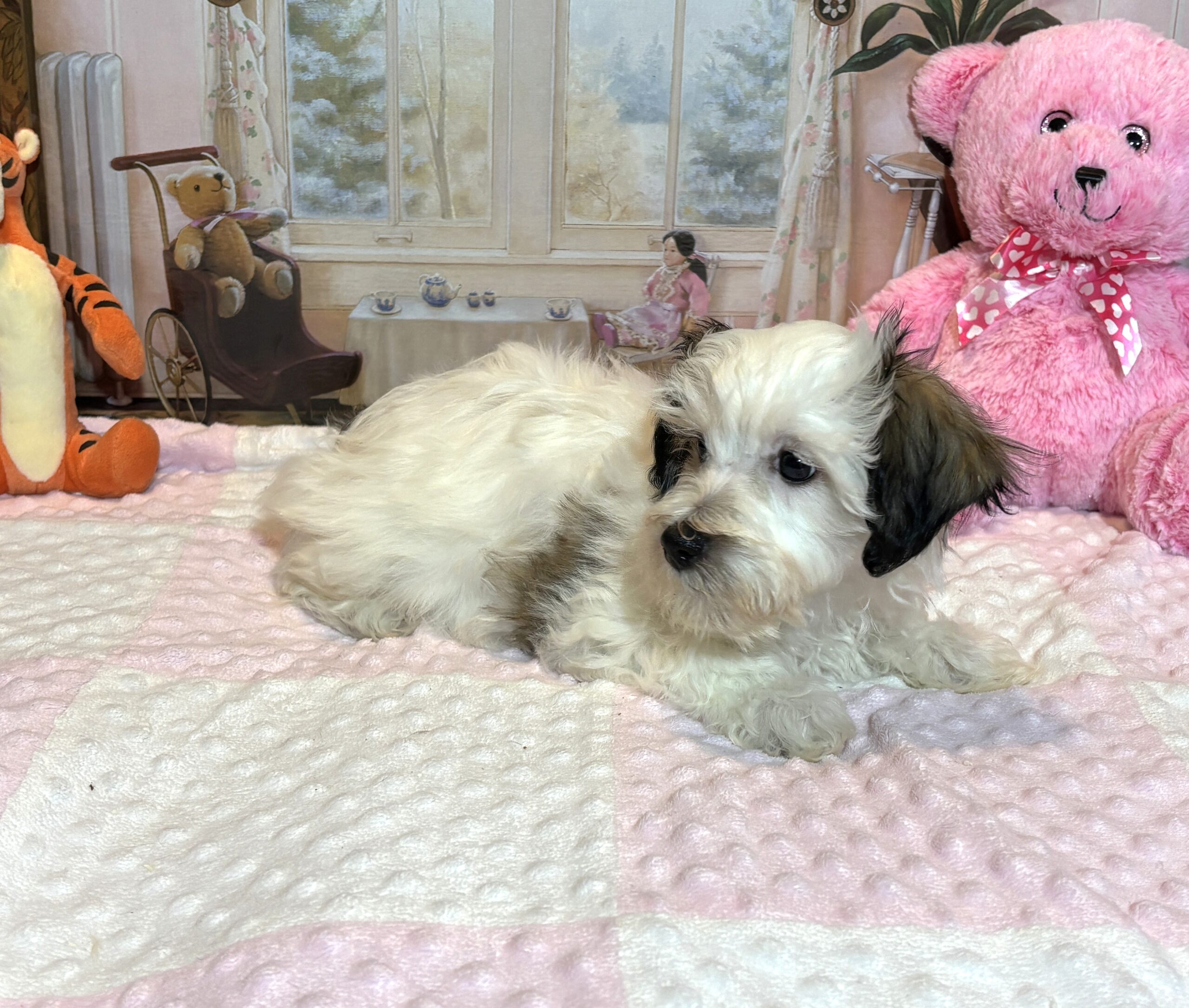 SANDY – Chonzer (Bichon / Schnauzer mix)