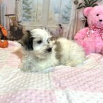 SANDY – Chonzer (Bichon / Schnauzer mix)