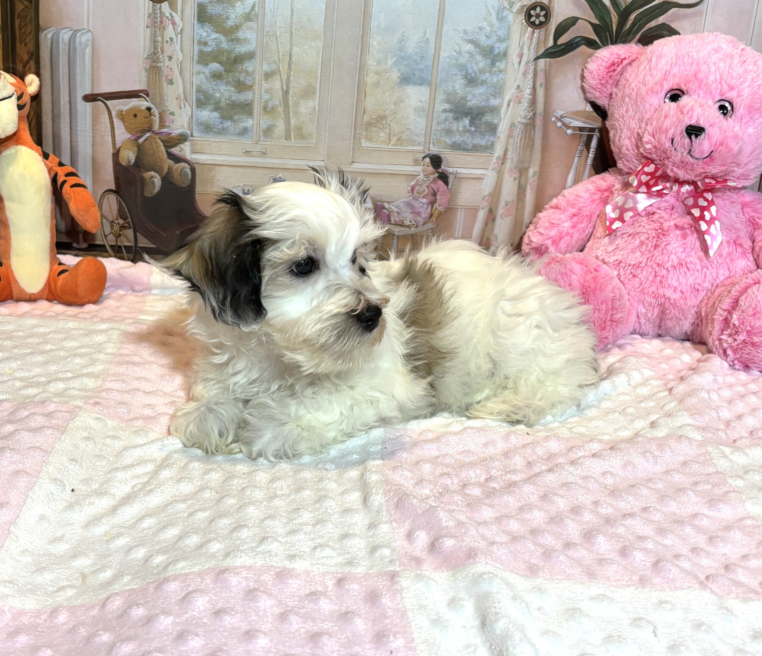 SANDY – Chonzer (Bichon / Schnauzer mix)