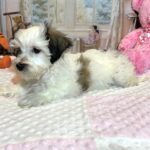 SANDY – Chonzer (Bichon / Schnauzer mix)
