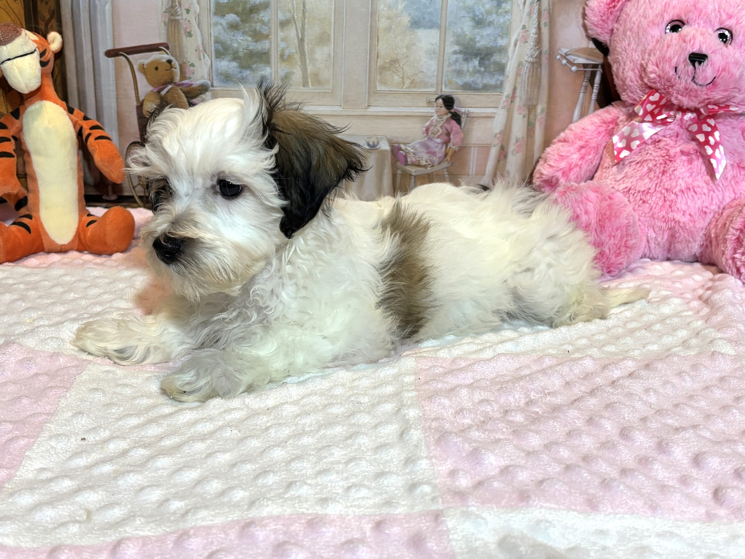 SANDY – Chonzer (Bichon / Schnauzer mix)