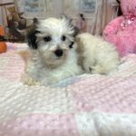 SANDY – Chonzer (Bichon / Schnauzer mix)