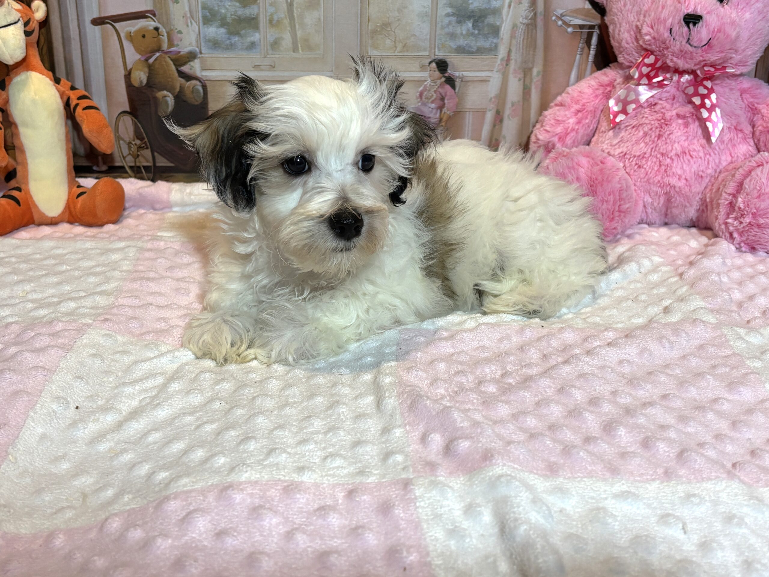 SANDY – Chonzer (Bichon / Schnauzer mix)