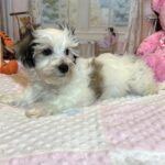SANDY – Chonzer (Bichon / Schnauzer mix)