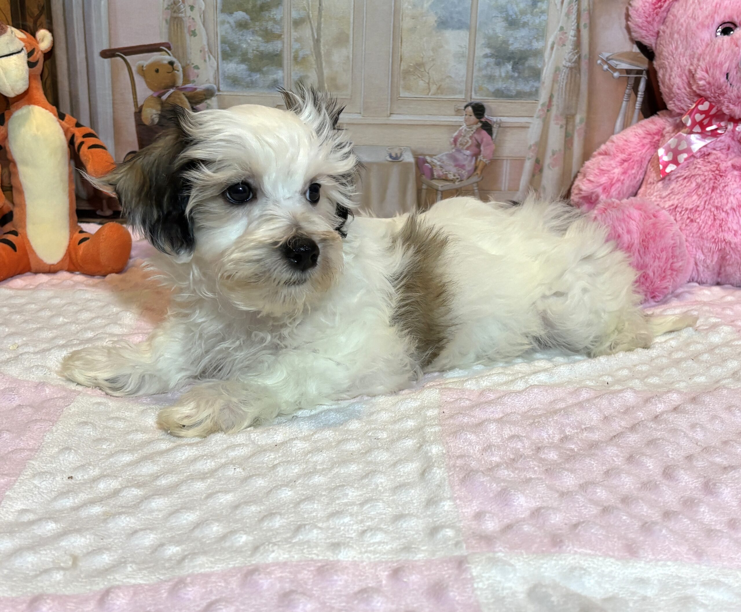 SANDY – Chonzer (Bichon / Schnauzer mix)
