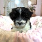 STELLA – Chonzer (Bichon / Schnauzer Mix)
