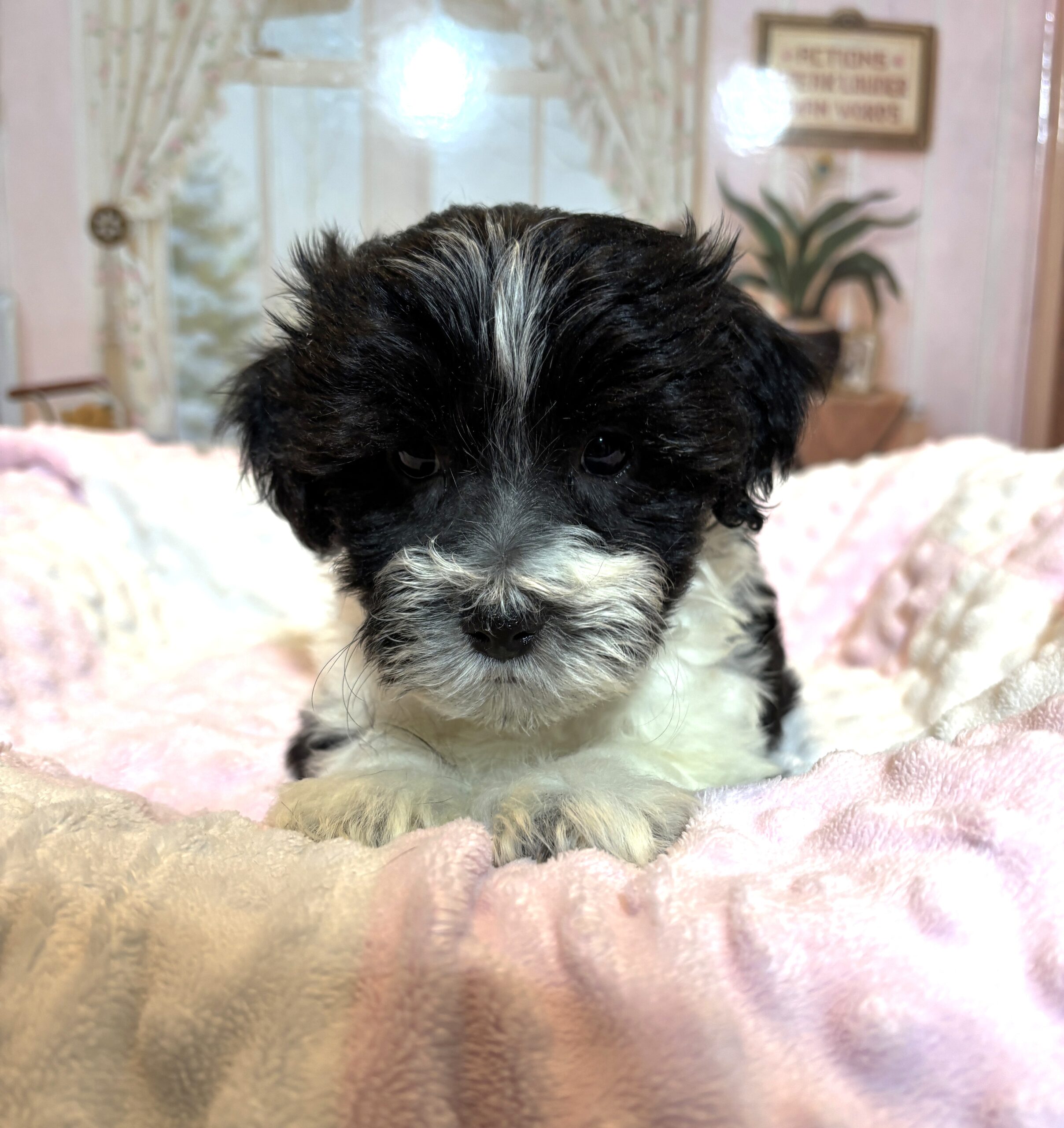 STELLA – Chonzer (Bichon / Schnauzer Mix)