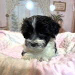 STELLA – Chonzer (Bichon / Schnauzer Mix)