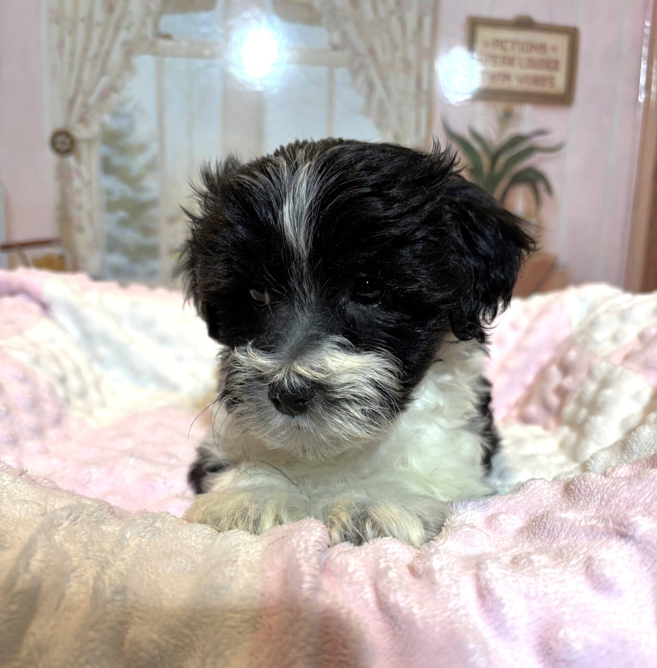 STELLA – Chonzer (Bichon / Schnauzer Mix)