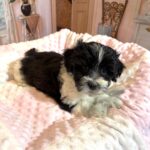 STELLA – Chonzer (Bichon / Schnauzer Mix)