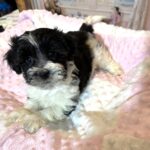 STELLA – Chonzer (Bichon / Schnauzer Mix)