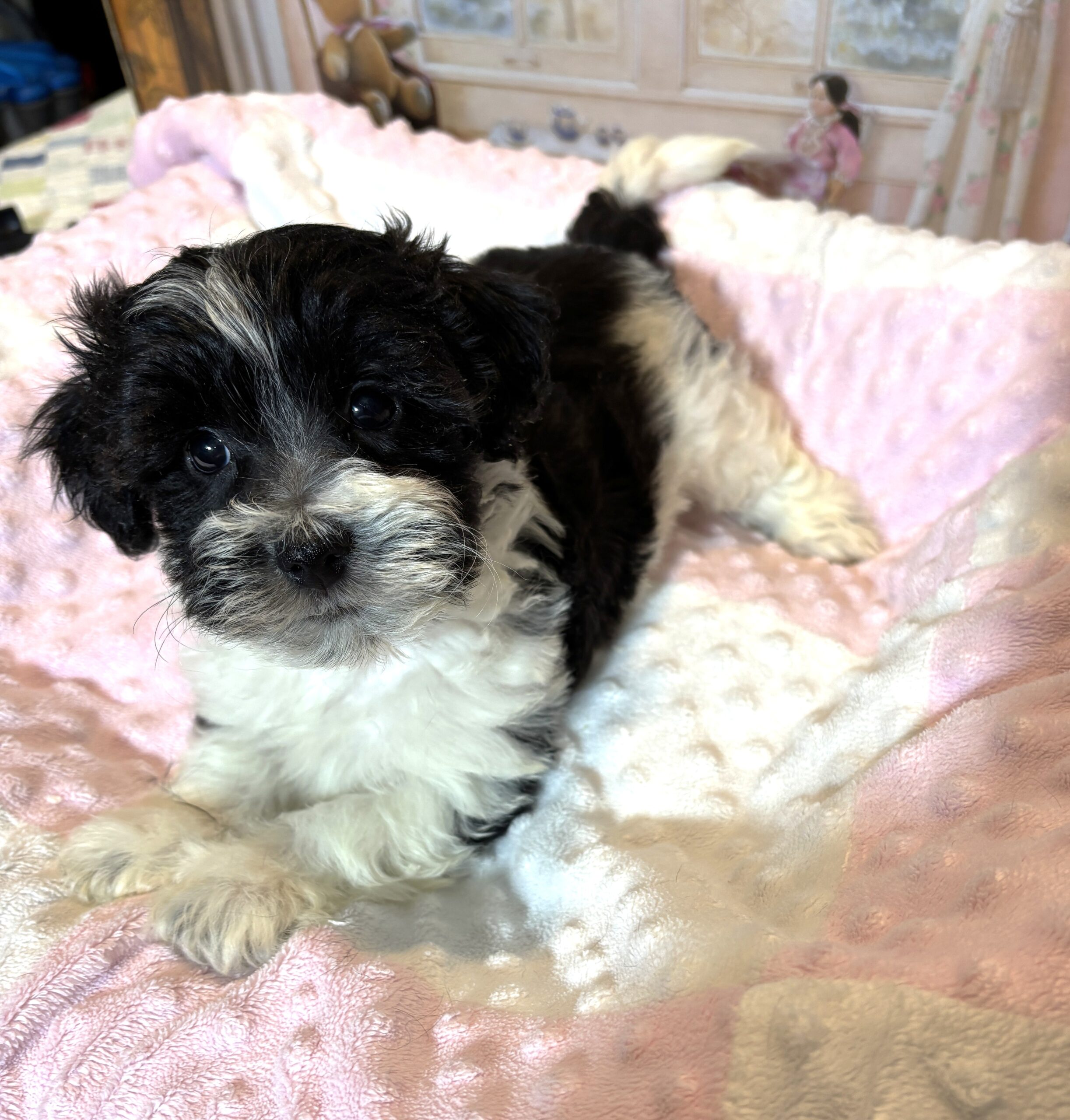 STELLA – Chonzer (Bichon / Schnauzer Mix)