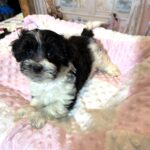STELLA – Chonzer (Bichon / Schnauzer Mix)