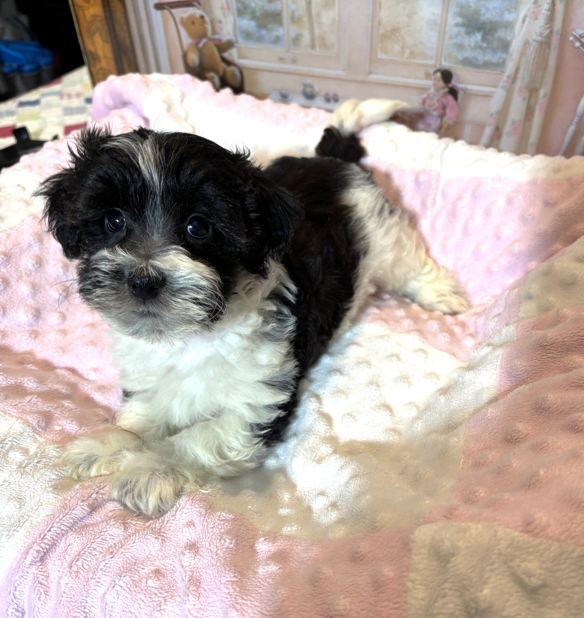 STELLA – Chonzer (Bichon / Schnauzer Mix)