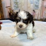 COMET – Schnoodle – Your New Best Friend Starts Here!