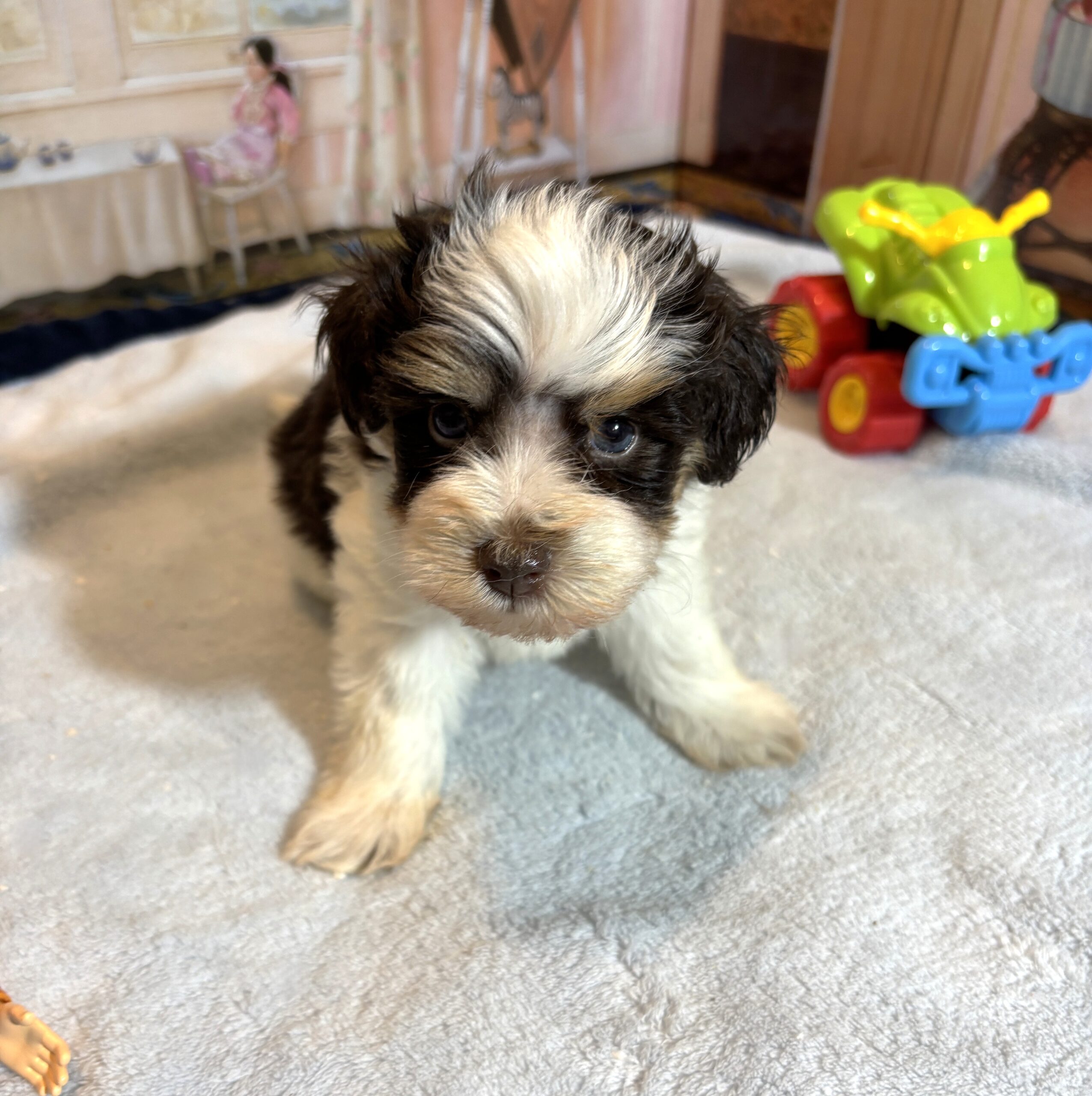 COMET – Schnoodle – Your New Best Friend Starts Here!