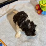 COMET – Schnoodle – Your New Best Friend Starts Here!