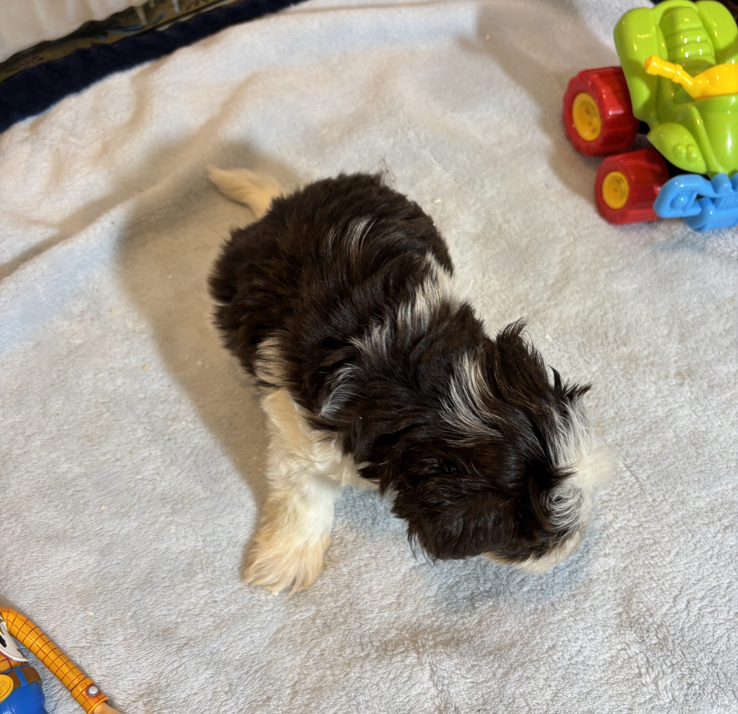 COMET – Schnoodle – Your New Best Friend Starts Here!
