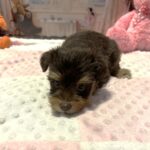 JULIET – Schnoodle – Cuddles that will Make you Smile