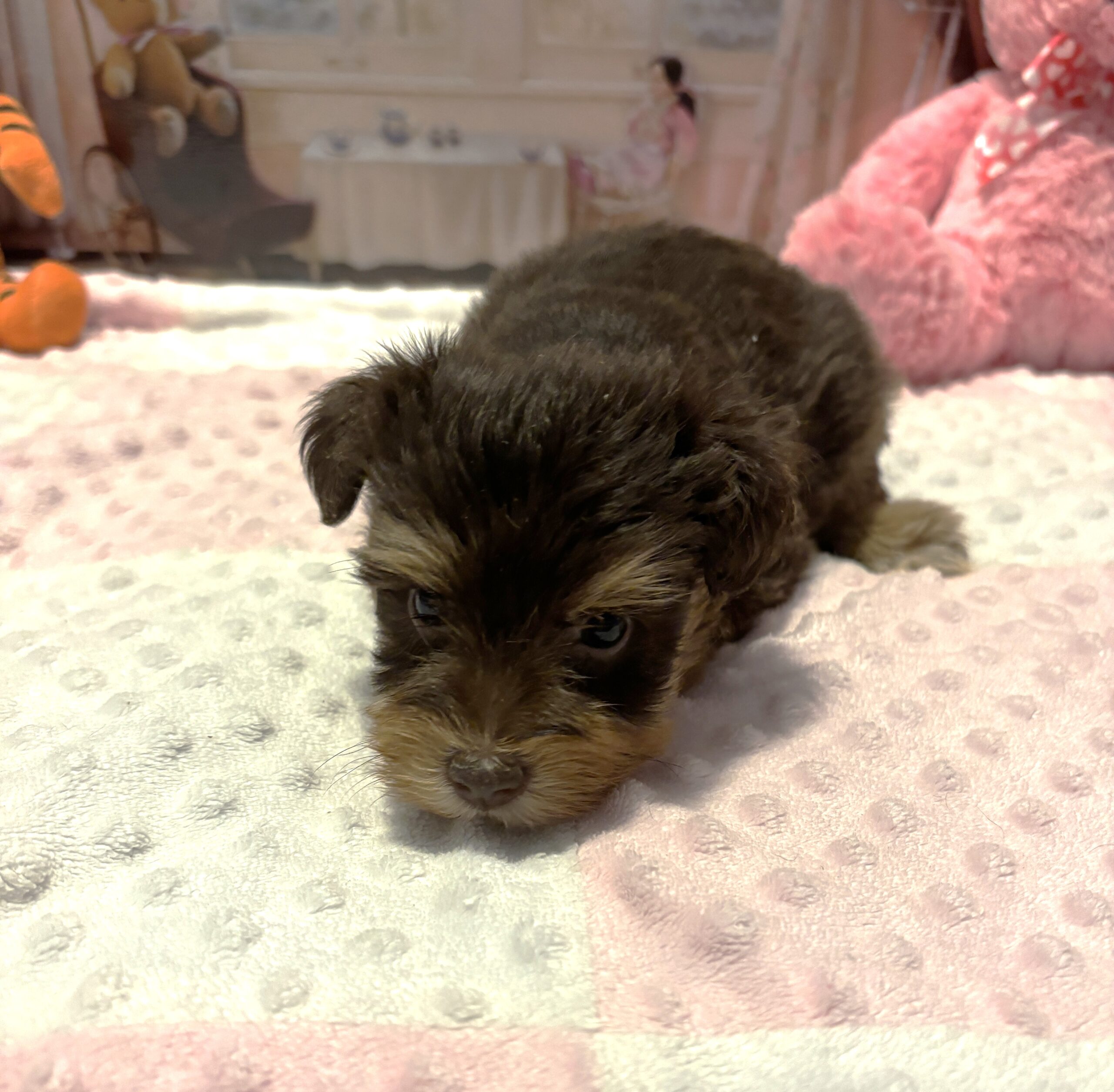 JULIET – Schnoodle – Cuddles that will Make you Smile