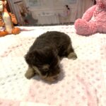 JULIET – Schnoodle – Cuddles that will Make you Smile
