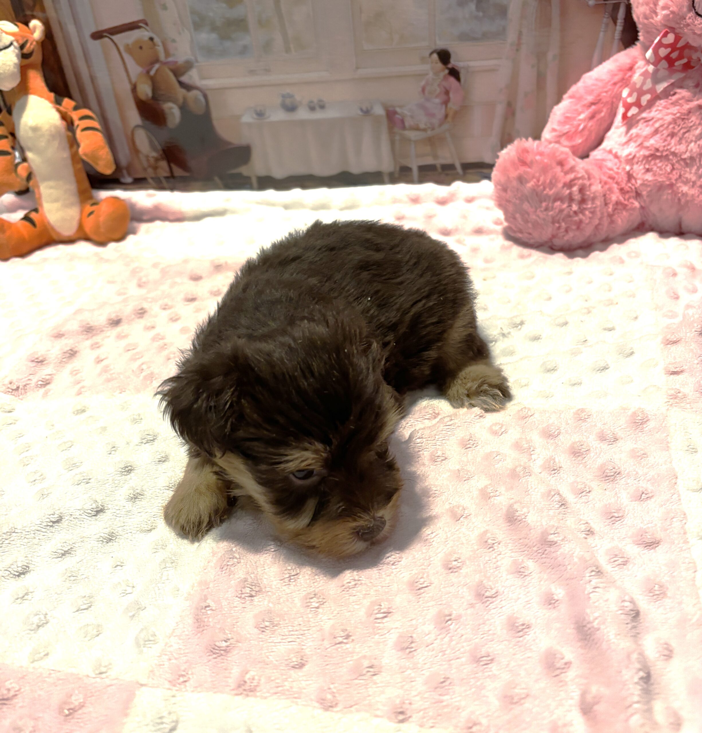 JULIET – Schnoodle – Cuddles that will Make you Smile