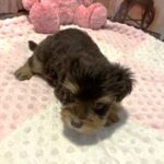 JULIET – Schnoodle – Cuddles that will Make you Smile
