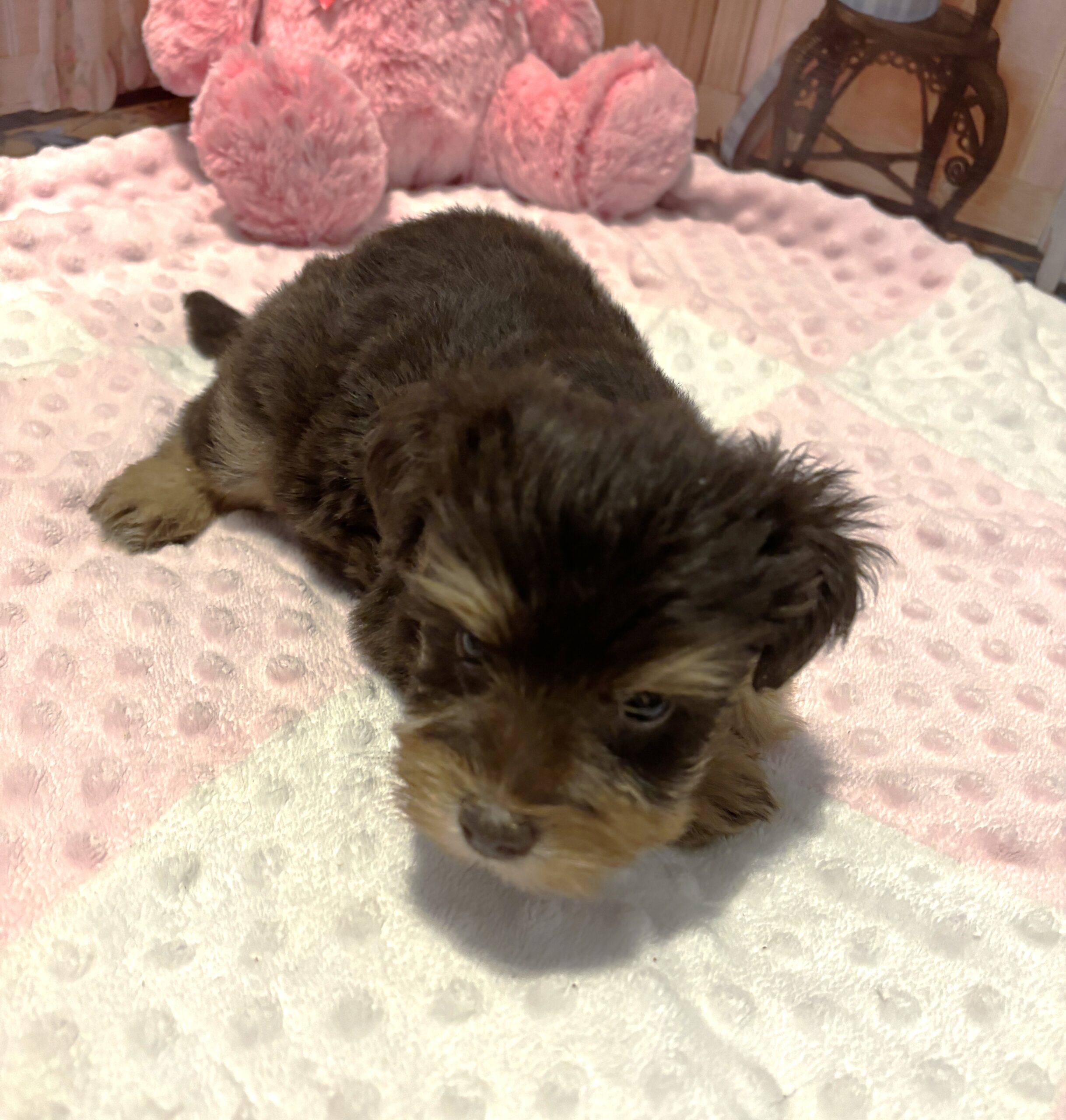 JULIET – Schnoodle – Cuddles that will Make you Smile