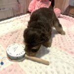 JULIET – Schnoodle – Cuddles that will Make you Smile