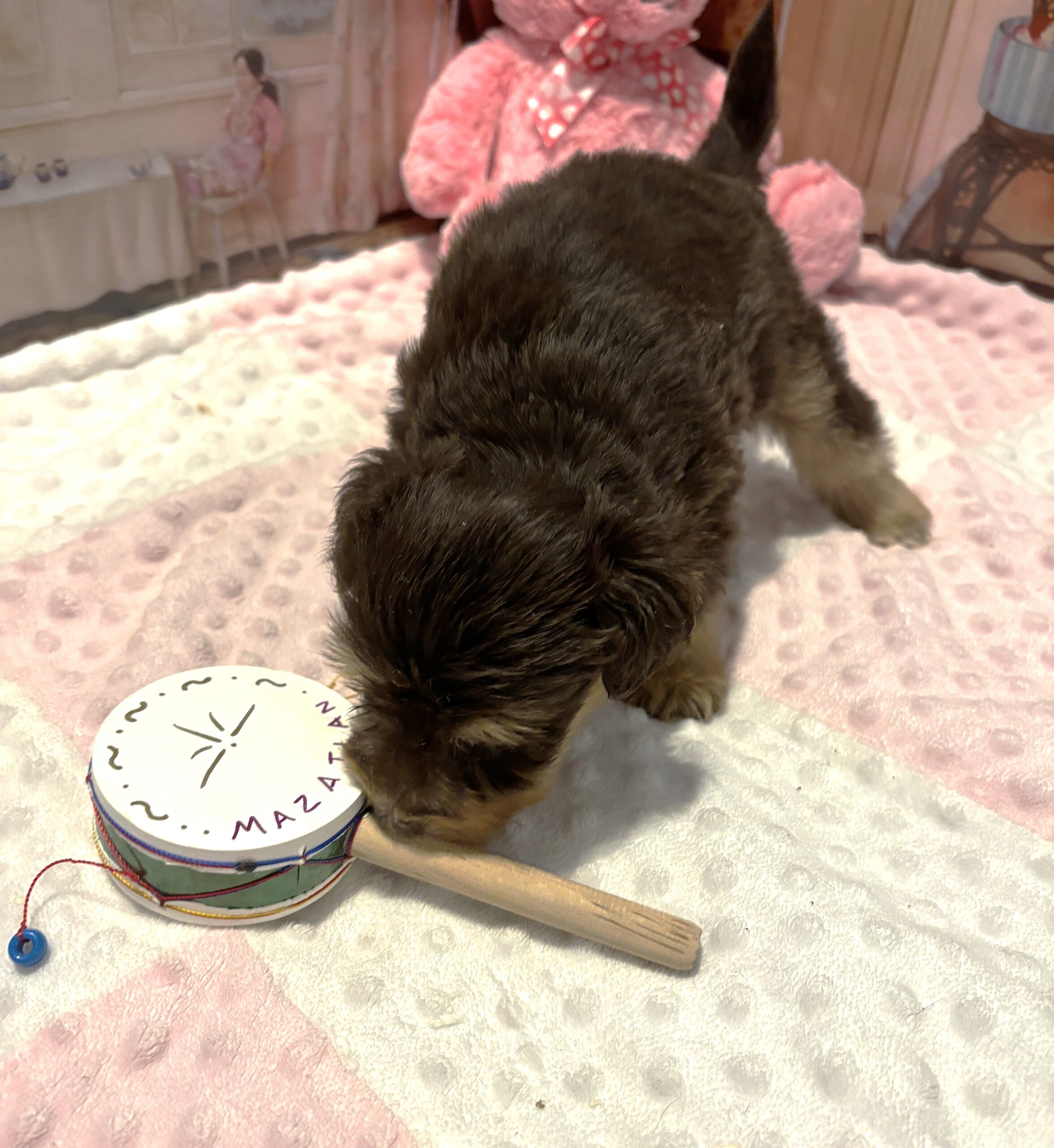 JULIET – Schnoodle – Cuddles that will Make you Smile