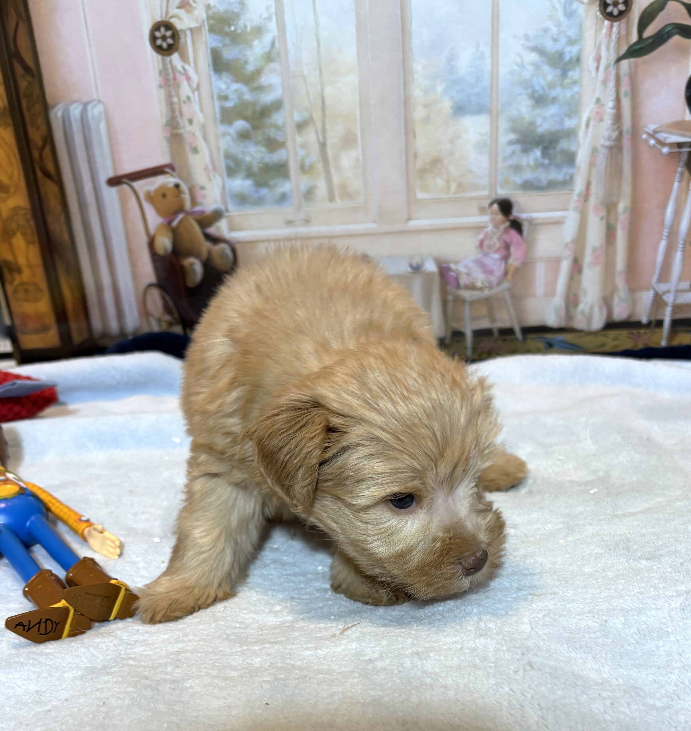 LUCAS – Schnoodle – The Start of Something Beautiful!