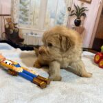 LUCAS – Schnoodle – The Start of Something Beautiful!