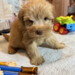 LUCAS – Schnoodle – The Start of Something Beautiful!
