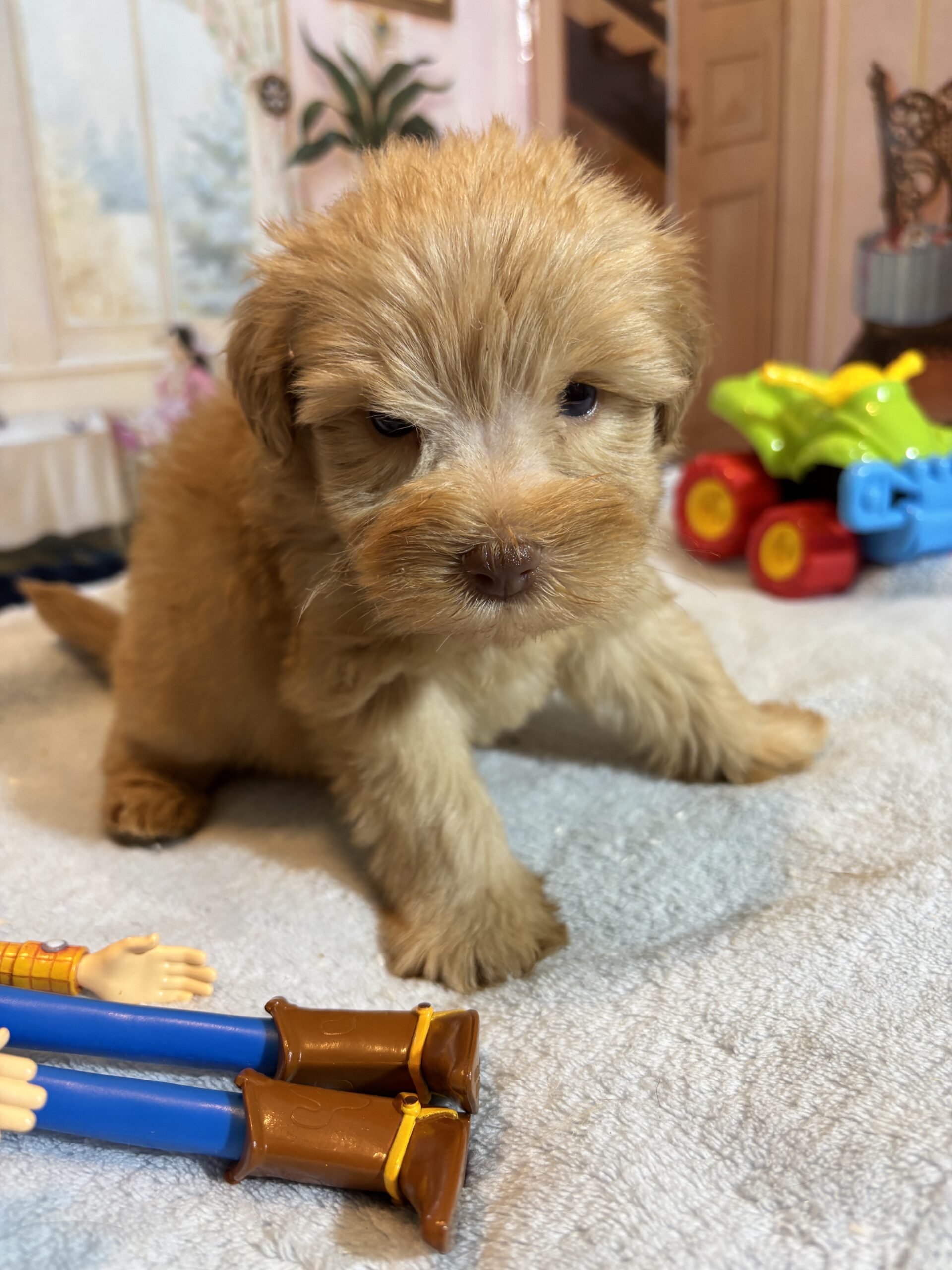 LUCAS – Schnoodle – The Start of Something Beautiful!