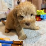 LUCAS – Schnoodle – The Start of Something Beautiful!