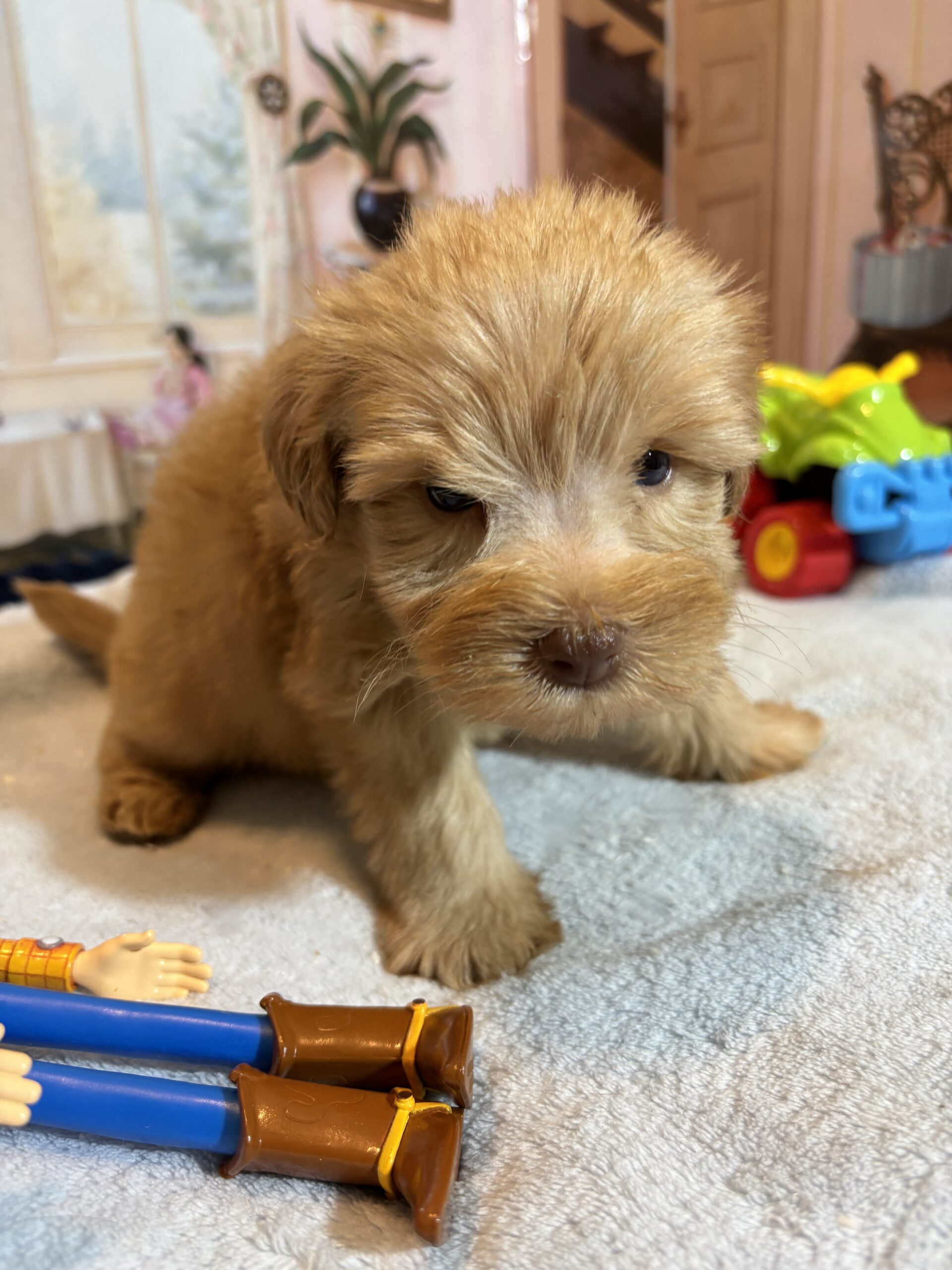 LUCAS – Schnoodle – The Start of Something Beautiful!