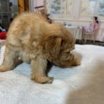 LUCAS – Schnoodle – The Start of Something Beautiful!
