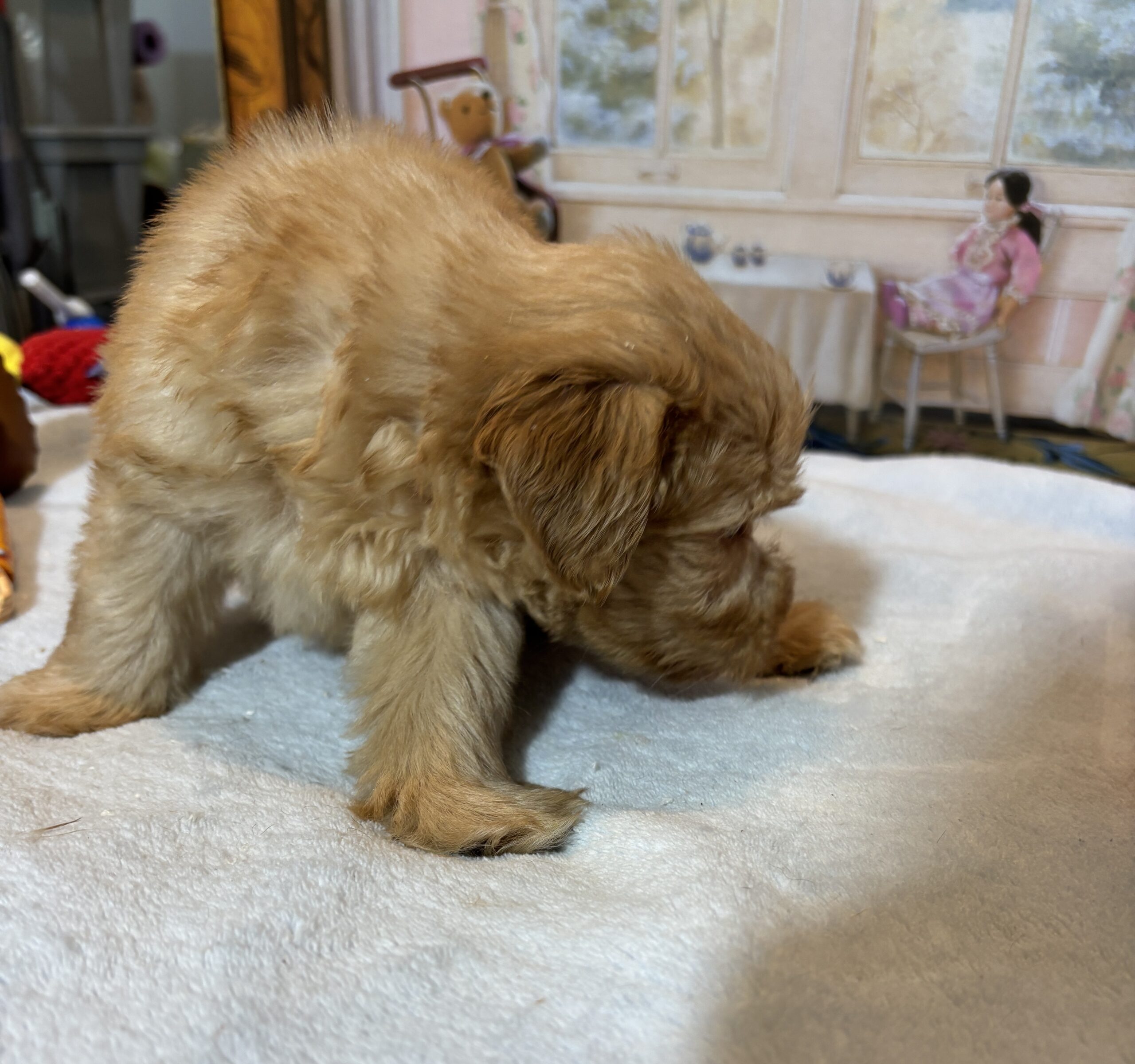 LUCAS – Schnoodle – The Start of Something Beautiful!
