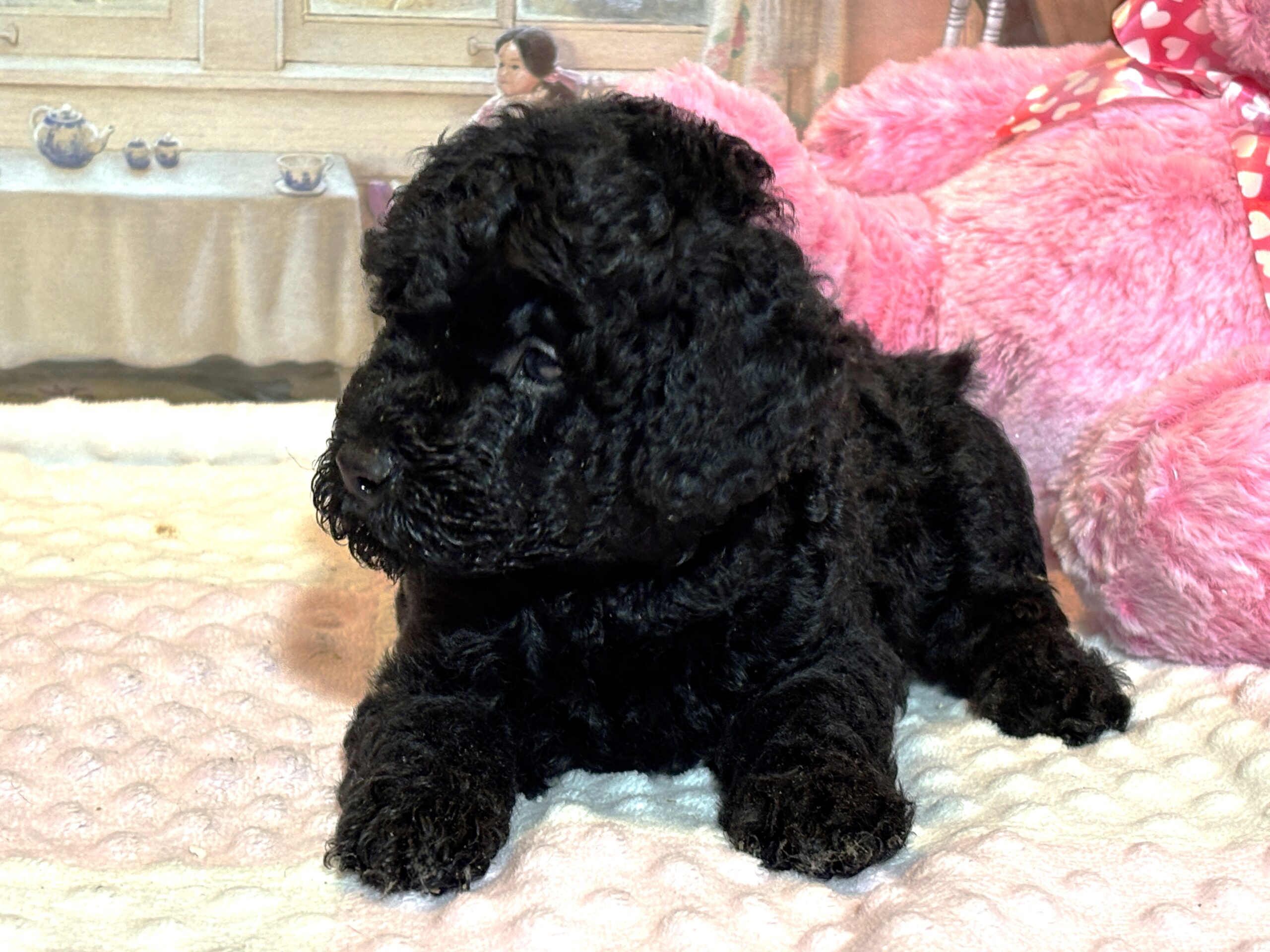 LUNA – F1b Schnoodle – Fluffy, Friendly, and Full of Love