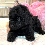 LUNA – F1b Schnoodle – Fluffy, Friendly, and Full of Love