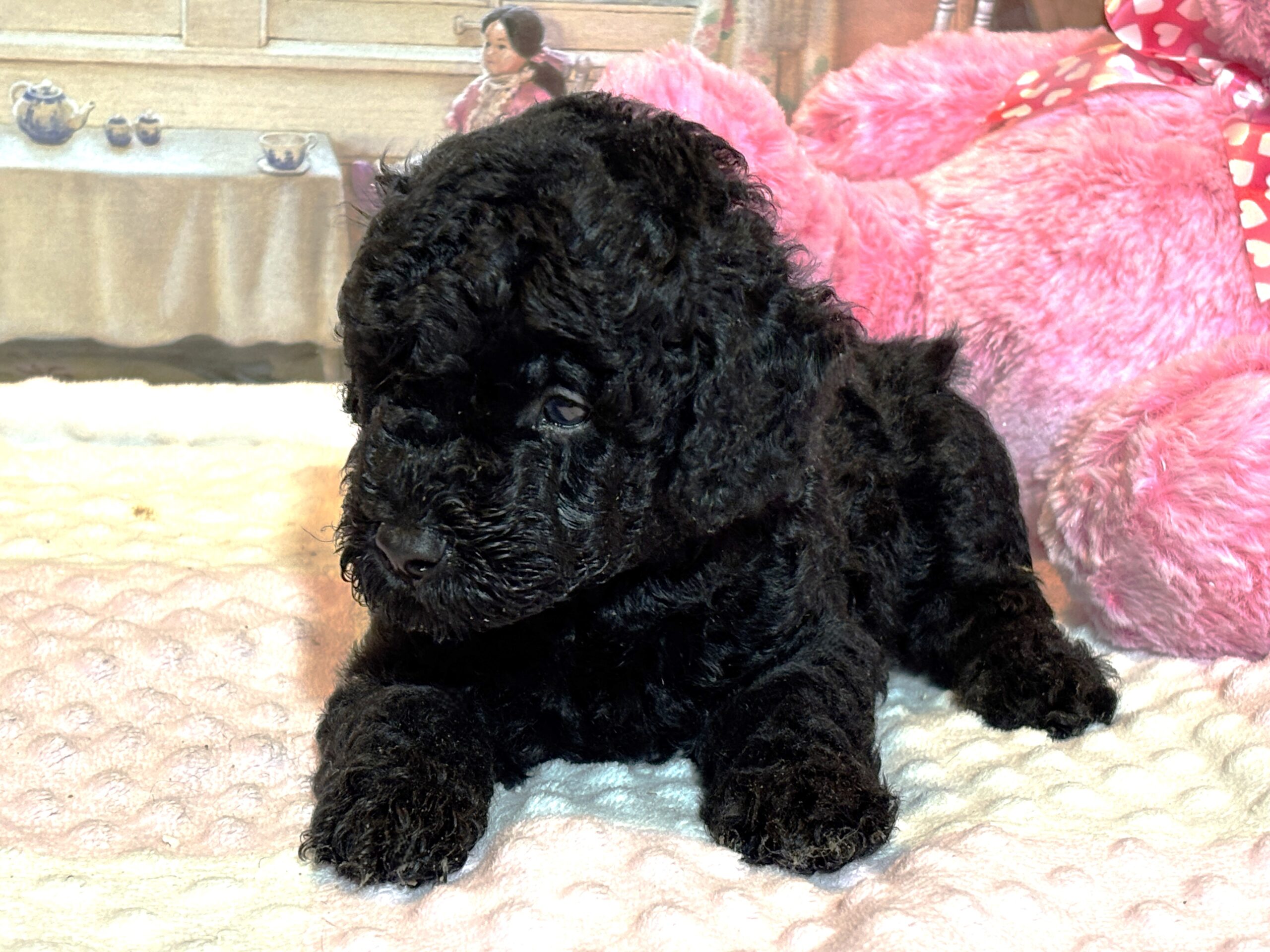 LUNA – F1b Schnoodle – Fluffy, Friendly, and Full of Love