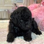 LUNA – F1b Schnoodle – Fluffy, Friendly, and Full of Love