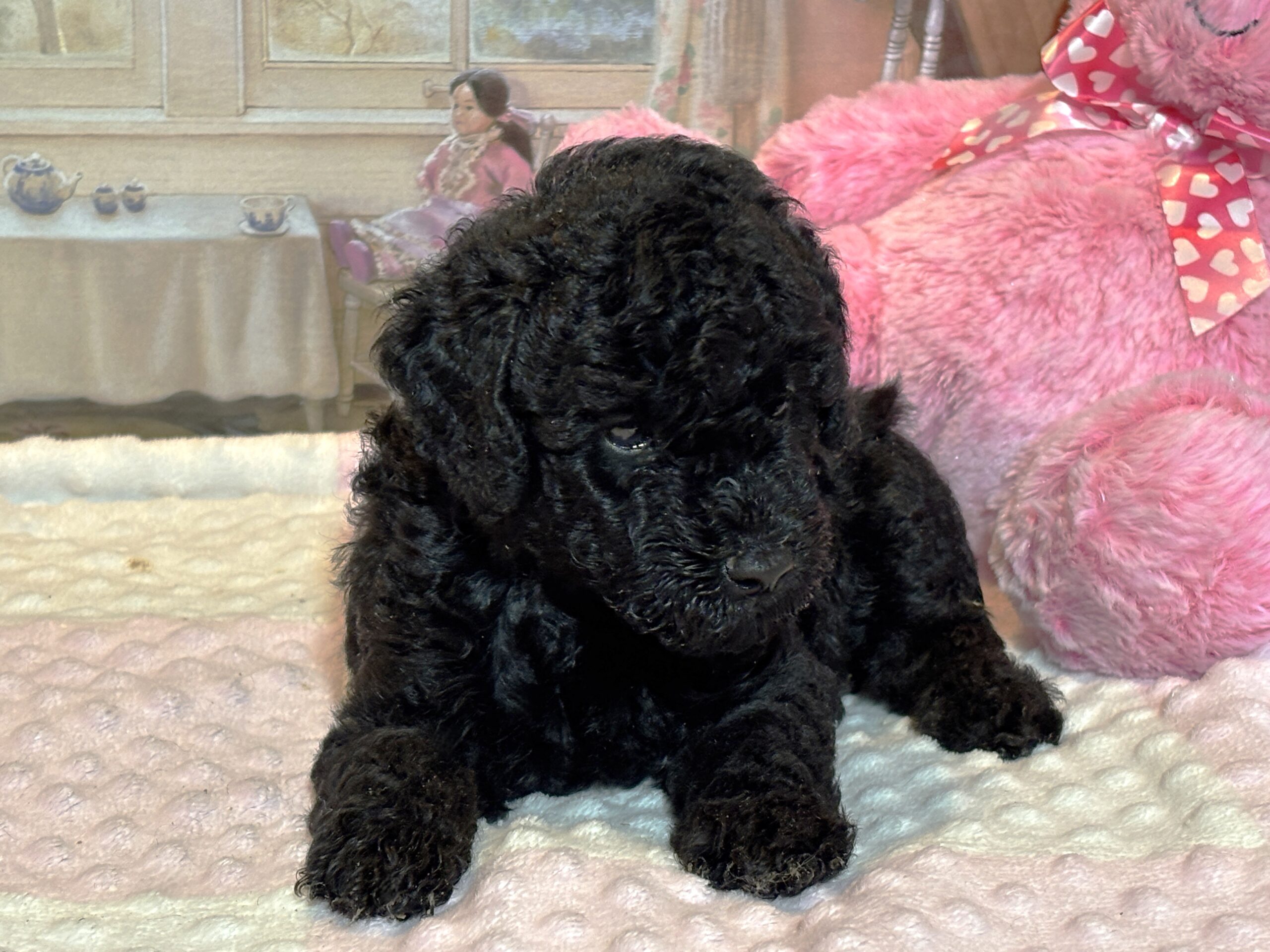 LUNA – F1b Schnoodle – Fluffy, Friendly, and Full of Love