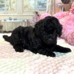 LUNA – F1b Schnoodle – Fluffy, Friendly, and Full of Love