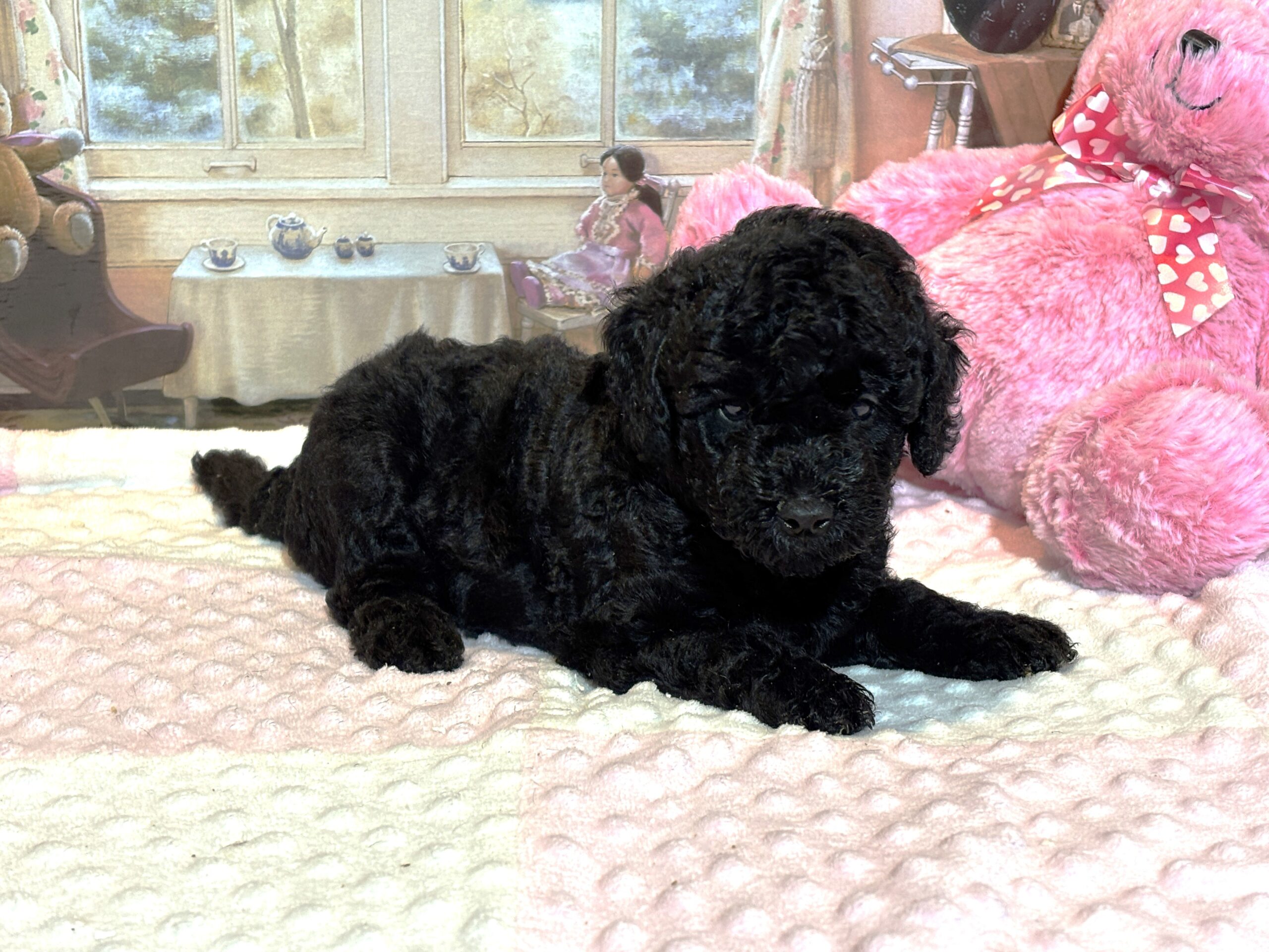 LUNA – F1b Schnoodle – Fluffy, Friendly, and Full of Love